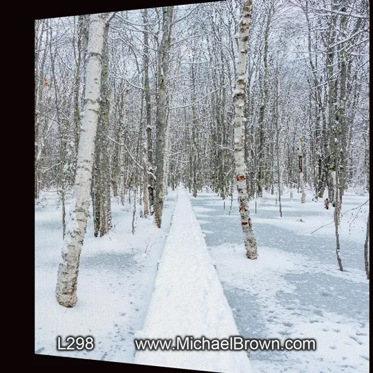 L298 Through the Woods